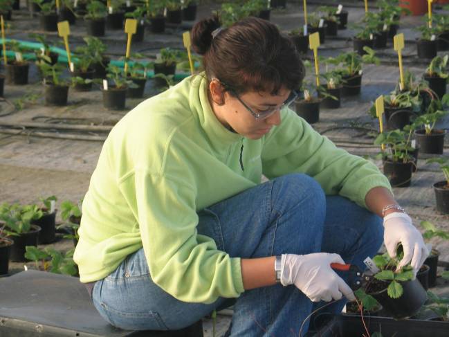 Investigadora tomando muestras de la planta / Fundación Descubre