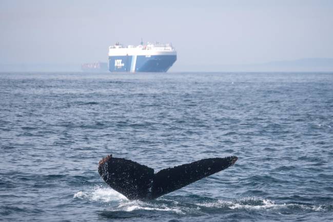  ballena jorobada frente a un gran buque