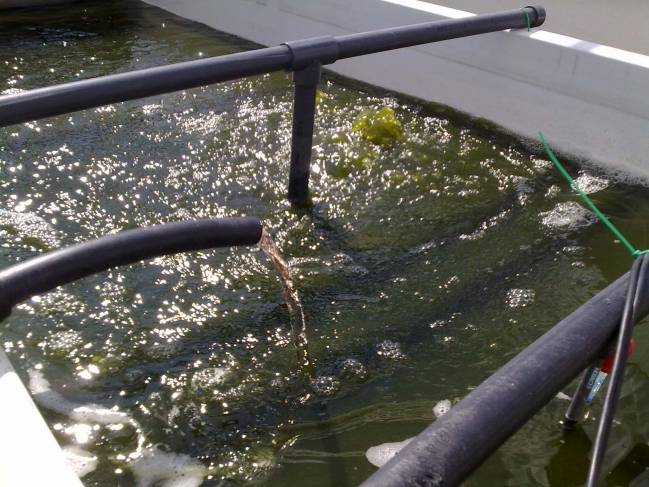 El concentrado de purines se añade al agua de cultivo / Fundación Descubre