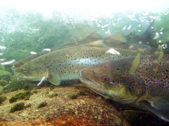 El número de peces ha disminuido porque las poblaciones han alcanzado sus niveles de explotación máximos. Imagen: Mr Jorgen.