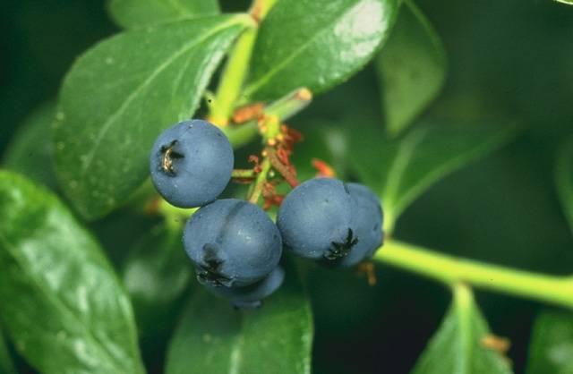 Investigadores del Campus de Excelencia Internacional Agroalimentario (ceiA3) de la Universidad de Huelva y de la Universidad de Lecce (Italia) han desarrollado nuevos ‘transportadores ecológicos’, basados en frutos rojos, que permiten trasladar todo tipo de sustancias o medicamentos a cualquier tejido o célula del organismo. En concreto, se trata del primer estudio que se centra en la utilización de compuestos naturales extraídos a partir de frutos rojos (Sorbus Americana y Vaccinium sp.) que no dañan el organismo y que además poseen ciertas propiedades capaces de reducir los efectos secundarios asociados al tratamiento de enfermedades como el cáncer. Asimismo, según apuntan los expertos, también son respetuosos con el medio ambiente al reducir el consumo de reactivos y la generación de residuos químicos durante su producción. En el artículo ‘Sustainable Preparation of Cardanol-Based Nanocarriers with Embedded Natural Phenolic Compounds’, publicado en la revista Sustainable Chemistry and Engineering, el equipo de trabajo ha desarrollado nuevos transportadores, denominados vesículas, obtenidos a partir de materiales naturales que permiten el transporte de los productos farmacológicos a través de la sangre sin causar daños en el organismo. “Las propiedades antioxidantes de los compuestos que la forman reducen los efectos secundarios debido al estrés oxidativo que se produce en las terapias convencionales, es decir, del mecanismo responsable de la pérdida progresiva de la funcionalidad de las células”, explica a la Fundación Descubre Mercedes Becerra, investigadora de la Universidad de Huelva. De este modo, estos transportadores son también respetuosos con el medio ambiente, al reducir el consumo de reactivos y la generación de residuos químicos durante su producción. “Obtuvimos una vesícula renovable, estable, esférica e igualmente funcional al resto que suelen estar producidas a partir de métodos más artificiales”, explica.  Para llegar a estas conclusiones, los investigadores se han basado en la utilización de una técnica procedente del área de Bioquímica denominada Nanotecnología y focalizada en la prevención y el tratamiento de enfermedades oncológicas o neurodegenerativas. “En primer lugar, obtuvimos en el laboratorio los compuestos orgánicos -conocidos como fenólicos-, los cuales presentan propiedades antioxidantes procedentes de las variedades de frutos rojos Sorbus Americana y Vaccinium sp.”, sostiene Becerra. Y añade: “El siguiente paso fue mezclar estas sustancias con cardanol, un compuesto también natural procedente del anacardo y que es esencial en el proceso de formación de este tipo de vesículas”. Finalmente, tras combinar ambas sustancias, cardanol y compuestos fenólicos, los investigadores emplearon diversas técnicas de laboratorio para extraer la vesícula o transportador y comprobar, posteriormente, que ésta mantenía las características antioxidantes procedentes de los frutos rojos empleados en su elaboración. “El último paso, una vez confirmadas sus propiedades, fue analizar su funcionalidad a través del estudio de su morfología y diámetro”, apunta. Nuevos horizontes terapéuticos Una de las principales aplicaciones que surgen a partir de este estudio, que ya ha sido probado con éxito en laboratorio, es la posibilidad de orientar aquellas estrategias destinadas a la investigación biomédica y el tratamiento de enfermedades como el cáncer “Estos resultados aportan nuevas perspectivas sobre los beneficios de desarrollar este tipo de vesículas con el objetivo administrar fármacos -por ejemplo, quercetina en casos de quimioterapia- con los mínimos efectos secundarios y que mejoren, de esta forma, la calidad de vida de los pacientes”, expone Becerra. Estos datos, según apuntan los investigadores, han permitido abrir líneas de trabajo que permitan profundizar en el estudio de nuevas vías para el transporte de productos farmacológicos hacia células previamente identificadas dentro del organismo. “Una vez que perfeccionemos parámetros como su morfología o diámetro, el siguiente paso será analizar muestras reales –in vivo- con el objetivo de comprobar si efectivamente podemos dirigir estos transportadoras y evidenciar, al mismo tiempo, si los compuestos antioxidantes son beneficiosos también en muestras procedentes de personas”, apostilla. Estos resultados son fruto de la colaboración internacional entre el Campus de Excelencia Internacional Agroalimentario (ceiA3) de la Universidad de Huelva  y la Universidad de Lecce, en Italia. Referencia Ermelinda Bloise, Mercedes Becerra-Herrera, Giuseppe Mele, Ana Sayago, Luigi Carbone, Lucia D’Accolti, Selma E. Mazzetto, and Giuseppe Vasapollo (2014). Sustainable Preparation of Cardanol-Based Nanocarriers with Embedded Natural Phenolic Compounds. Sustainable Chemistry and Engineering. 2014, 2 (5), pp 1299–1304 Imágenes De izquierda a derecha, los investigadores Anna Scarlino, Ermelinda Bloise, Lucia Mergola, Sonia Scorrano, Roberta del Sole, Maria Rosaria Lazzoi, Mercedes Becerra, Giuseppe Vasapollo y Giuseppe Mele     https://www.flickr.com/photos/fundaciondescubre/15295352526/ Proceso de preparación de la vesícula https://www.flickr.com/photos/fundaciondescubre/15315224181/