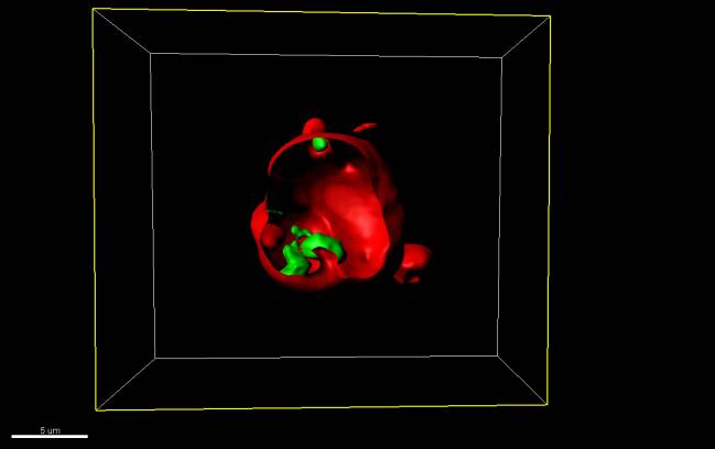 Imagen de microscopía confocal de nanocápsula de liposomas que contiene bacteriófagos. 