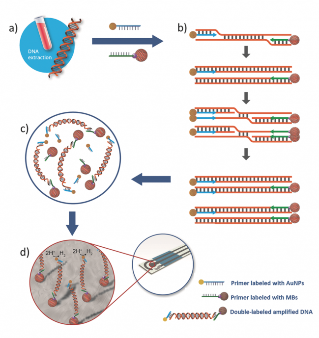 Amplificación isotérmica de ADN con nanopartículas de oro y microesferas magnéticas
