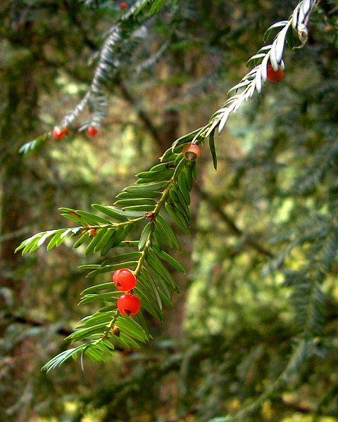 El paclitaxel y sus precursores normalmente se aíslan del tejo del pacífico (Taxus brevifolia).