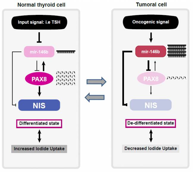 Nueva diana terapéutica para el cáncer de tiroides