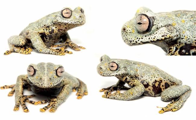 Diferentes vistas de Hyloscirtus tolkieni, la rana de torrente de Río Negro (Ecuador)