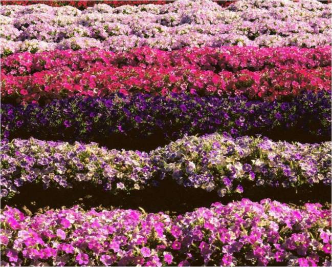Campo de petunias.