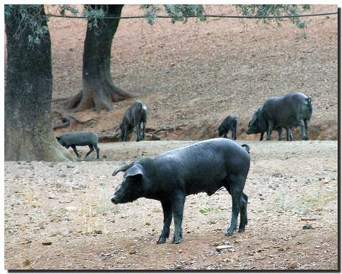 Cerdo ibérico. Foto: Santi MB.