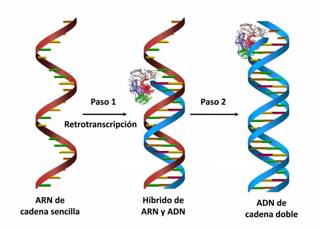 Gráfica que representa cómo la retrotranscripción permite pasar de ARN de cadena sencilla a ADN de cadena doble, en dos pasos.