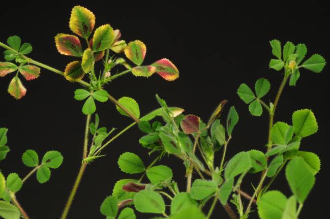 La nueva investigación se ha centrado en la fisiología de la planta Medicago truncatula, un organismo vegetal de referencia para los estudios sobre plantas leguminosas. Imagen: Karel Spruyt, VIB