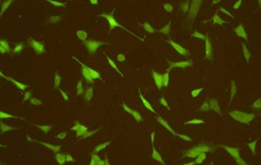 Células en desarrollo sobre una lámina biofuncionalizada. Fuente: UPM.