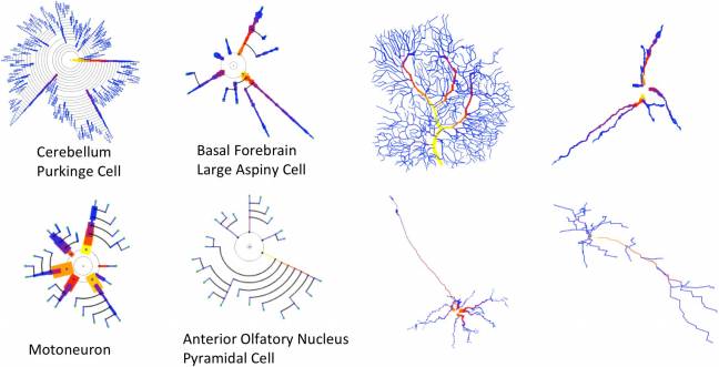 Los investigadores han diseñado una herramienta gráfica para comprender y detectar mejor las características morfológicas de las células neuronales.