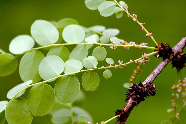 Imagen de un Phyllanthus engleri a orillas del Río Mazoe, en el noreste de Zimbabue (Foto: Bart Wursten, ‘Zimbabwe flora’).