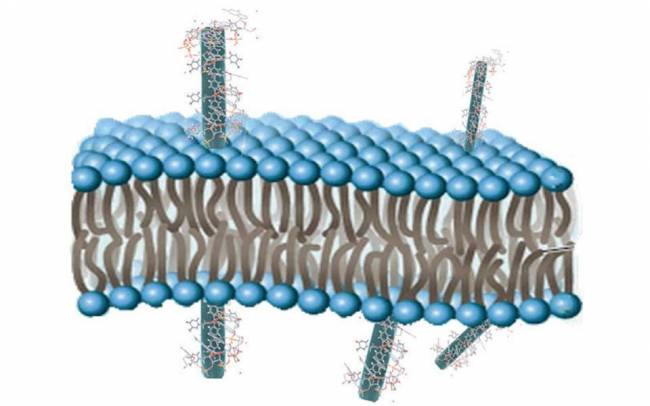 Representación de nanocintas del polímero monodimensional de coordinación de CU(II) con timina, que muestran una unión selectiva a oligonucleótidos que contienen adenina, ejemplificando como pueden usarse como transportadores de oligonucleóticos en células.