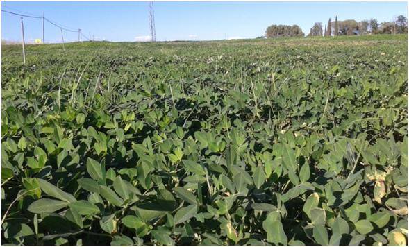 Cultivo de cacahuete en Extremadura.