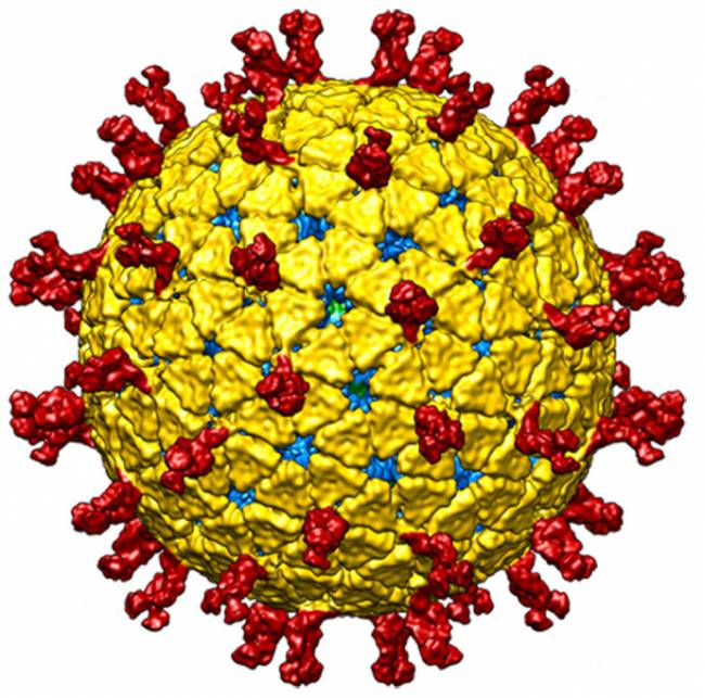 rotavirus