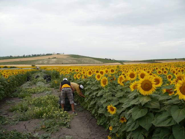 Campo de girasoles en Andalucía / Fundación Descubre