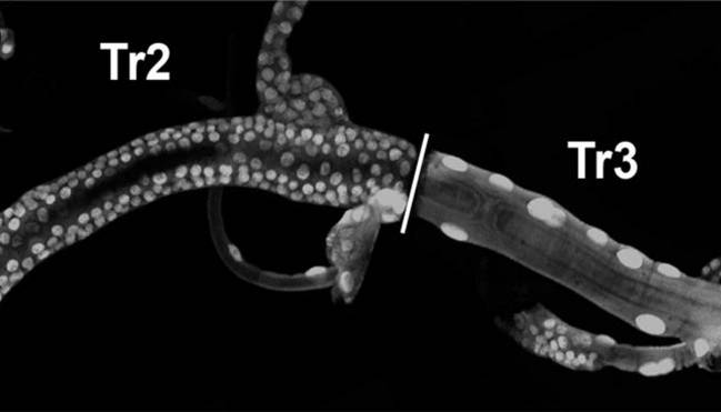 Células madre facultativas en Drosophila