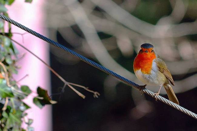 Petirojo (Erithacus Rubecula) Autor: David Garcia (c)