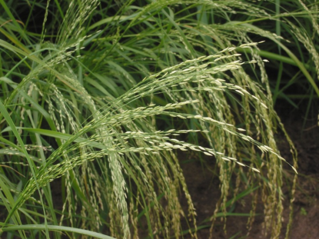 Planta de teff. Fuente: Wikipedia.