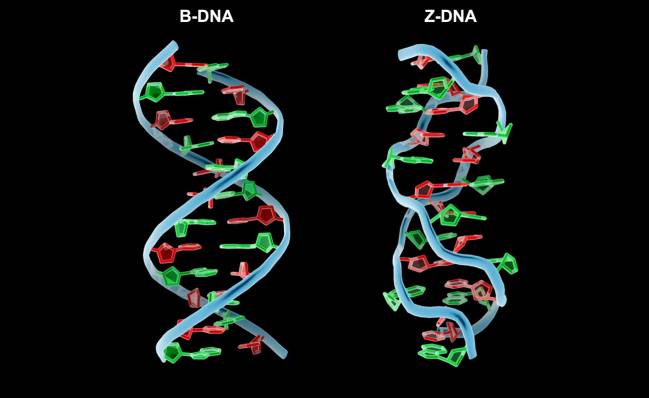 Ilustración de las cadenas de ADN y Z-ADN