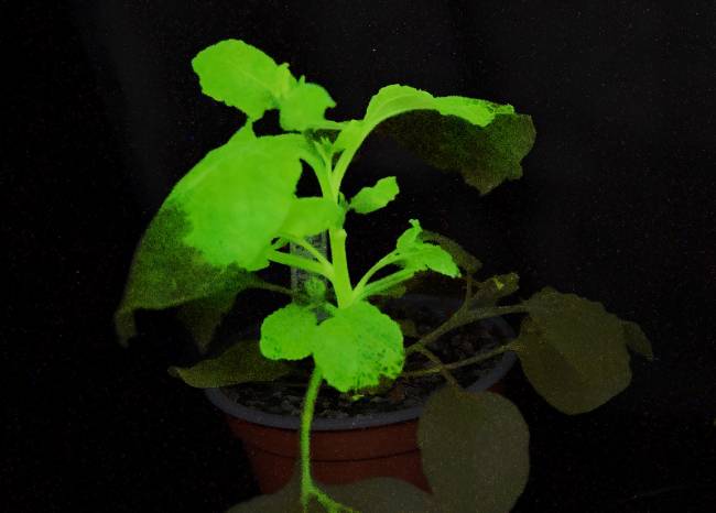 Planta utilizada en el estudio iluminada de color verde, lo que indica la presencia de un virus