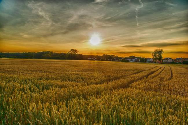 campo soleado