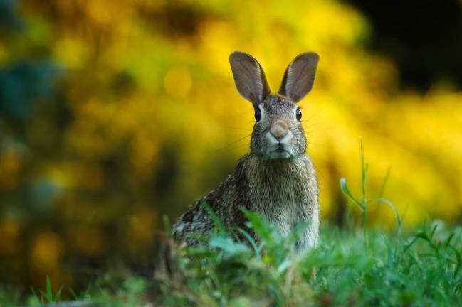 Conejo en el campo