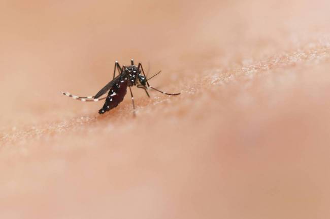 mosquito, virus, transmisión