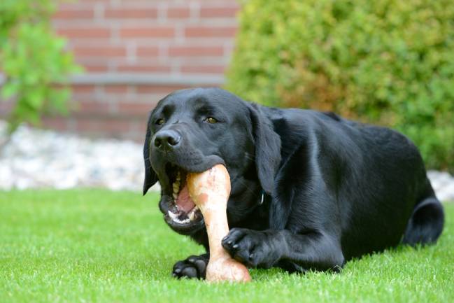 Los labradores retrievers son más propensos que otras razas a ser obesos. / Fotolia
