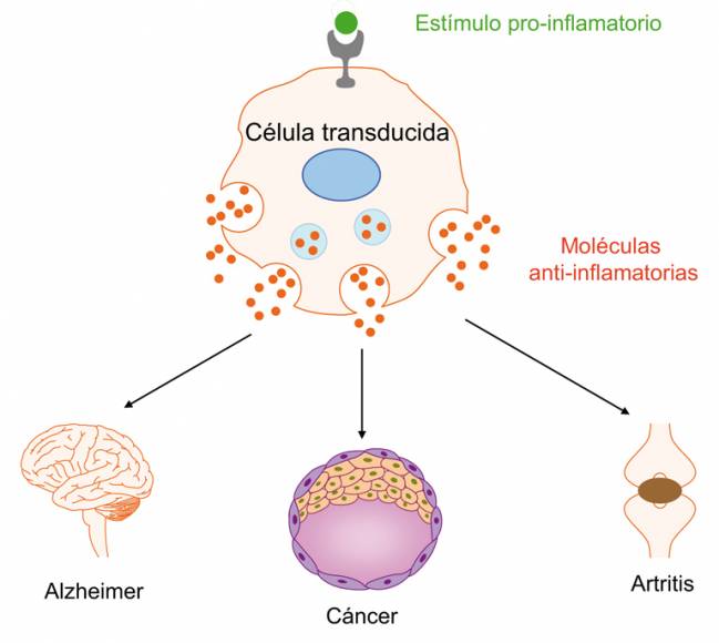 Posible alternativa al tratamiento de enfermedades inflamatorias crónicas