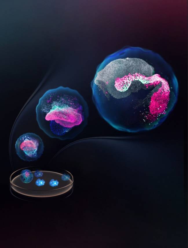 Las diferentes etapas del embrión reproducidas en el estudio