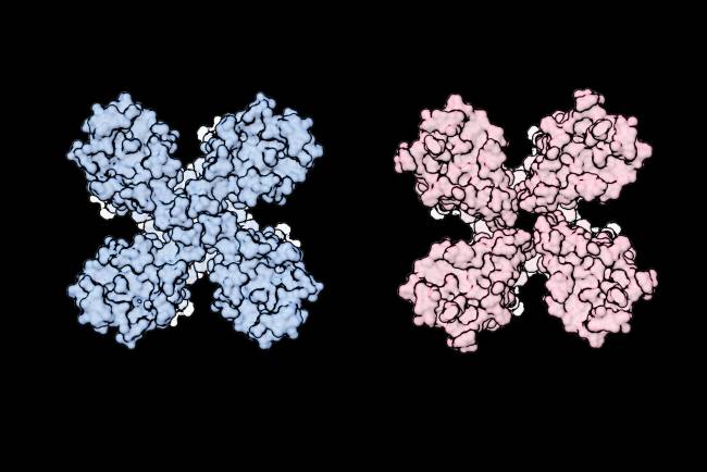 El poro de un receptor olfativo se dilata cuando una molécula de olor se une al receptor