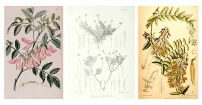 Ilustraciones botánicas de especies de plantas extintas. De izquierda a derecha: Streblorrhiza speciosa, Tetramolopium tenerrimum y Vicia dennesiana. / CSIC