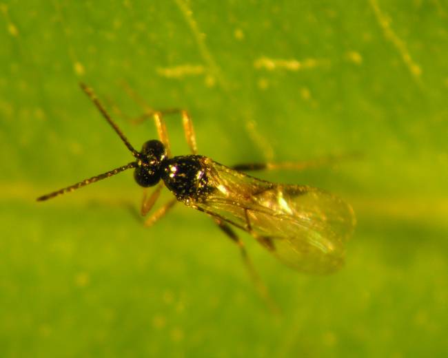 Lysiohlebus Testaceipes