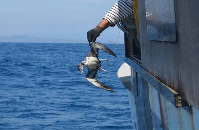 Imagen de un ave capturada por la pesca