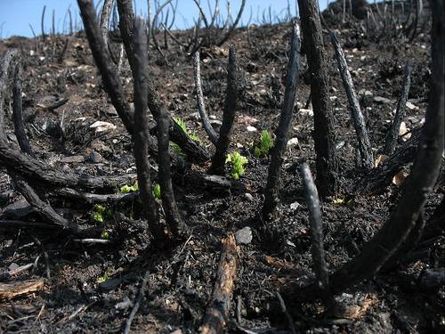 Restos de un árbol tras un incendio en Galicia.