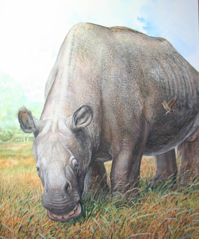 Se sabe muy poco de la historia evolutiva de estos animales a pesar de su reciente extinción, hace 10.000 años