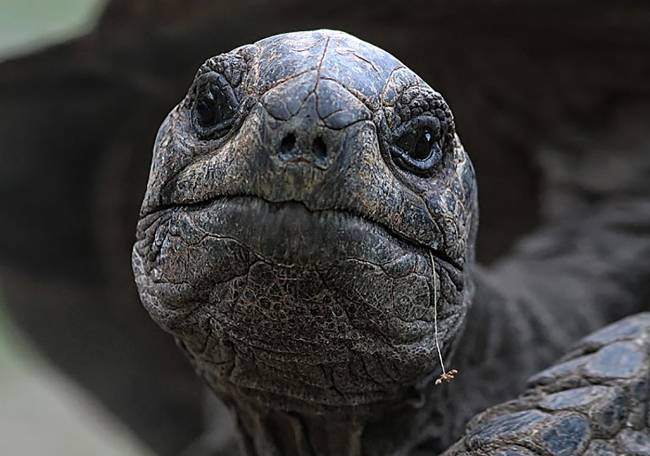 tortuga gigante de Aldabra 