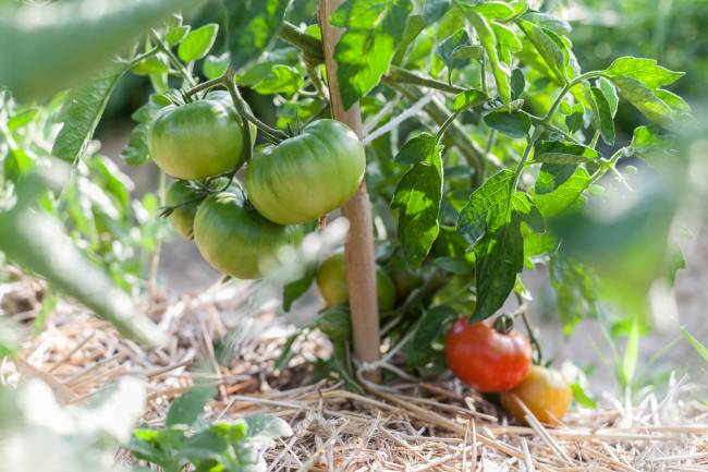 Para el estudio de la sostenibilidad de la red de huertas periurbanas se utilizó un indicador multi-impacto propuesto por la Comisión Europea denominado "Huella Ambiental", que proporciona el comportamiento ambiental de un producto a lo largo de todo su ciclo de vida.