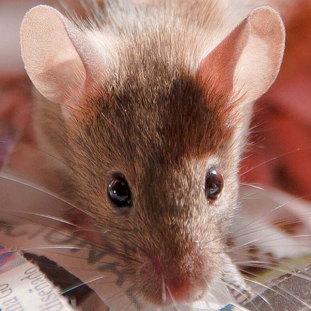 Ratón