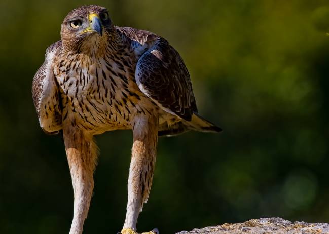 Conocer los efectos de la dieta sobre los parámetros vitales en especies amenazadas es básico para planificar y aplicar medidas de conservación.