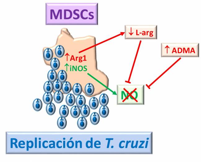 Diagrama que explica la inhibición de iNOS durante la infección por Trypanosoma cruzi. 