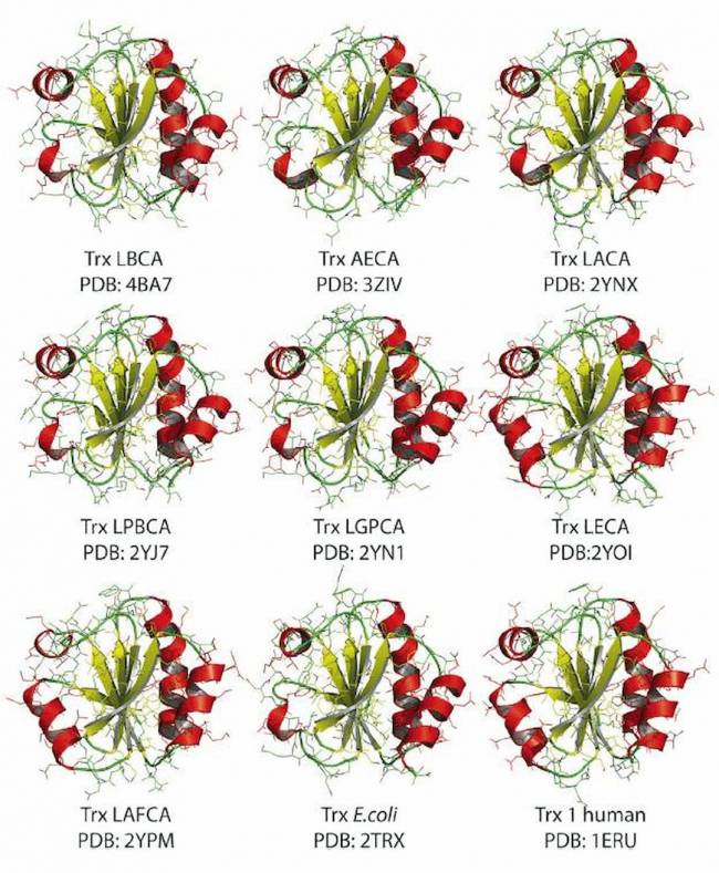 Representación de la estructura de siete tiorredoxinas