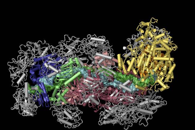 Estructura del sistema CRISPR Cas Cmr-β obtenida mediante criomicroscopia electrónica. El complejo contiene seis centros catalíticos y está formado por 37 copias de diferentes subunidades y una molécula de RNA. 