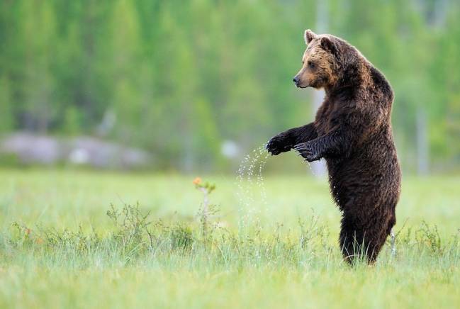 Oso Europeo / Rewilding Europe