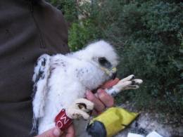 El polluelo 0M, anillado en 2008, murió por electrocución en 2014 en una zona de alta densidad de líneas eléctricas en el Penedès. Foto: Equipo de Biología de la Conservación de la UB y del IRBio