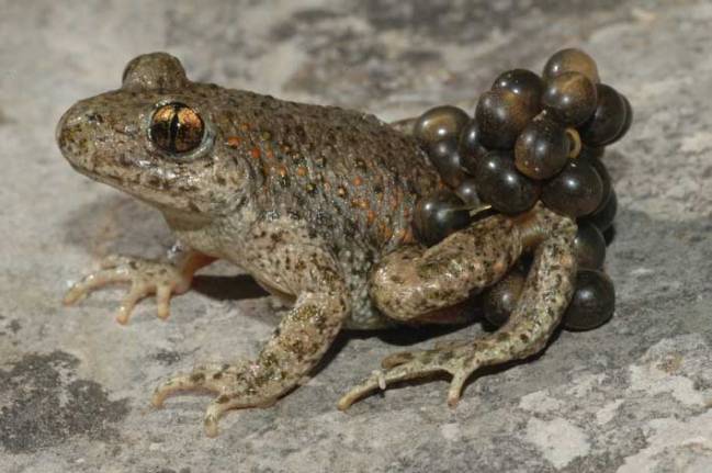 Se acerca el fin de la enfermedad fúngica de los anfibios