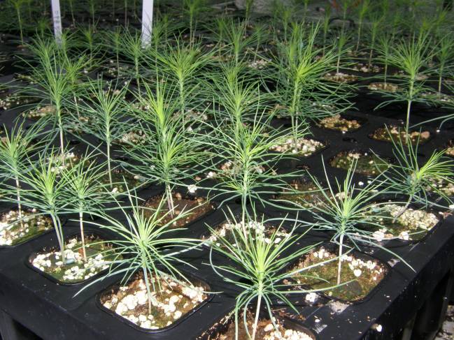 Pinus radiata