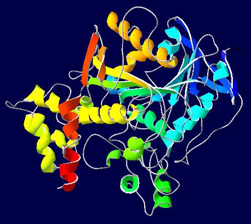 Acetilocolinesterasa, uno de los neurotransmisores que se ve afectado en la miastenia. 